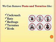 Offering Most Viable Pest Control Services in Fari