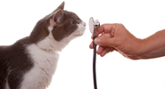 Pet Supplies | Food, Flea Treatment, Medicine | Pet Products Online | Petmeds