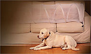 How to Keep Dog Off Couch? 7 Easy Ways that Actually Work