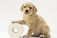 How to House Train Puppy (Infographic) | Dog Collar Zone