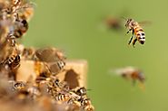 Potential Benefits of Hiring Bee Control Service Over DIY | Pearltrees