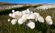 Website at http://nunavuttourism.com/nunavut-tourism-blog/entry/the-beautiful-flowers-of-the-arctic
