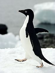 Antarctic Animal Pictures - National Geographic
