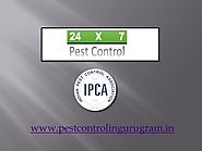 PPT - Choose Best Pest Control in Gurgaon PowerPoint Presentation - ID:7797409