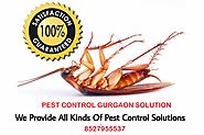 Best Pest Control Company In Gurugram
