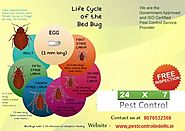 Affordable Pest Control Company In Delhi