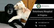 Old Dominion Animal Health Center | Veterinarian McLean VA | Dog Vet McLean | Pet Veterinarian