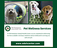 Best Pet Wellness Services by Old Dominion Animal health Center