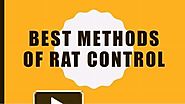 Rat Control Services | Atlanta Rat Removal