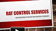 Rat Control Services At Very Affordable Cost