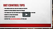 Best Rat Control Services | Rat Control Atlanta