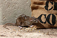 Rat control services At Your Door In Atlanta