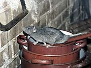 Premium Services Of Roof Rats in Attic