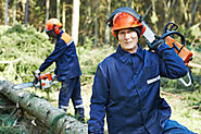 Efficient and Professional Tree Removal Services