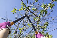 Signs It Is Time to Prune Your Trees