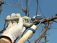 Notable Benefits of Tree Pruning and Trimming