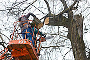 Choosing the Best Tree Removal Service