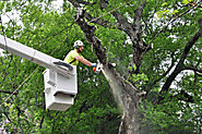 Mastering Tree Removal: Essential Tips