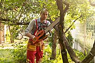 Transform Your Yard: Art of Tree Trimming and Pruning