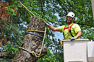 Preventing Property Damage with Tree Services
