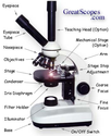 How to Buy the Right Microscope: Buyer's Guide from GreatScopes