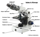 Parts of a Compound Microscope with Diagram and Functions