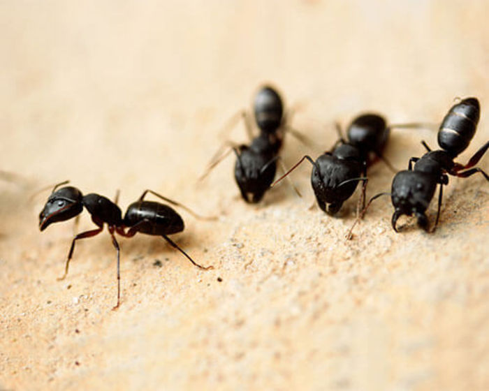 Pest Control Perth Ants Pest Control Organic Pest Control A