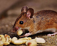 Rats Pest Control Perth