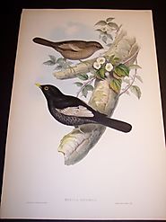 Buy Framed Antique Bird Prints Online