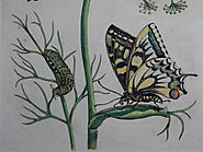 Buy Vintage Insect Illustrations Prints Online