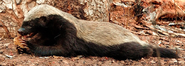 The Honey Badger - Mellivora capensis