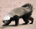 Honey badger - Wikipedia, the free encyclopedia