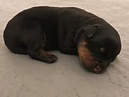King Rottweilers | Finding a Rottweiler Puppy