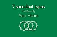 7 Succulent Types That Beautify Your Home | Lavorist