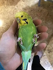 Budgie Toys