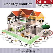 Professional Pest Control Services in Delhi