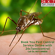 See Effective Result with Pest Control Service Delhi