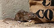 Rat Exclusion Service In Georgia