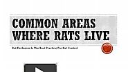 Rat Control Services Rates