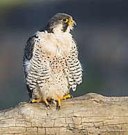 Vishal Subramanyan on Instagram: “Peregrine falcon resting on a log. #falcon #peregrine #peregrinefalcon #raptor #eli...
