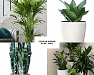 Benefits of corporate office plants according to horticulture experts - Article Ritz