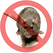 Rat & Mice Control Services in Toronto - Pestico