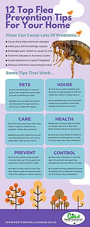 Catch-it Pest Control For Fleas Infographic