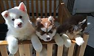 Siberian Husky Dog Breed Info, Facts, Grooming, Behavior, Health - BarkForce