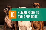 10 Human Foods to Avoid for Pets - BarkForce