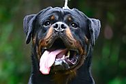 King Rottweilers | How Much does a Quality Rottweiler Puppy Cost