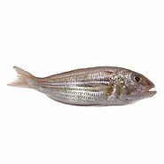 Buy European Fish Online | Online Fish Store Abu Dhabi - FishHub – Fishhub