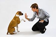 Dog Clinic In Pratap Nagar Jaipur, Dog Clinic In Jagatpura Jaipur, Dog Clinic in Sitapura Jaipur, Dog Clinic In Sanga...