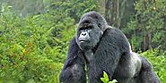 Gorilla Trekking and Safari in Uganda