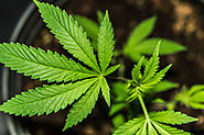 Benefits of Marijuana: All you need to know!